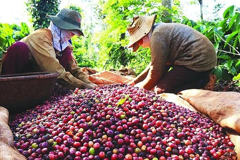 2023年前7个月越南对新西兰的咖啡出口呈三位数增长