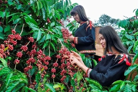 越南在无毁林的咖啡生产活动中加强助农工作