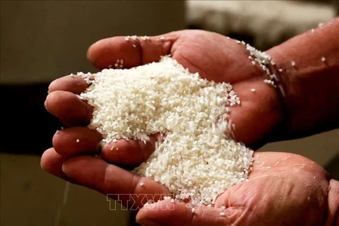 印度尼西亚寻求从多个国家进口大米的机会