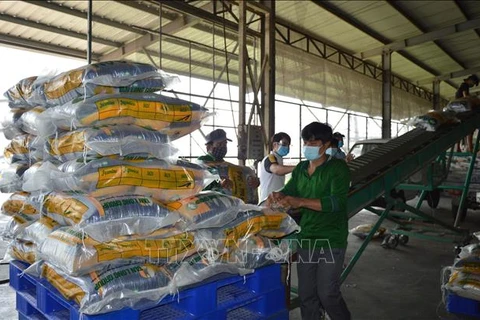同塔省大米出口同比增长46%以上