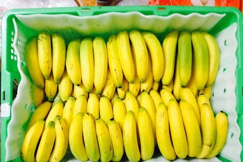 日本加大对越南香蕉的进口力度