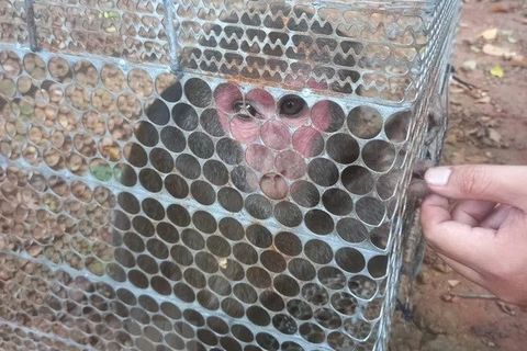 平福省将一红脸猴放归大自然
