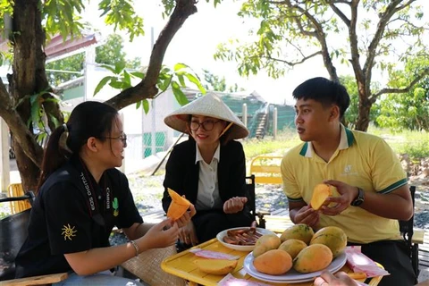 原于美国凯特芒果品种在越南试种成功
