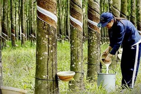 越南橡胶产业与绿化战略