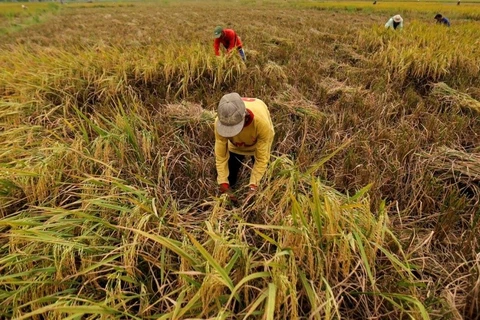 印度尼西亚进口更多大米