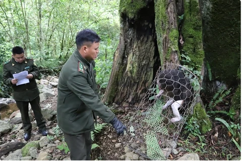 河江省：将一只稀有红脸猴成功放归森林