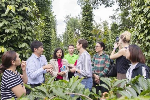 促进越南胡椒的可持续生产与贸易