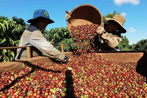 越南咖啡对阿尔及利亚的出口潜力巨大