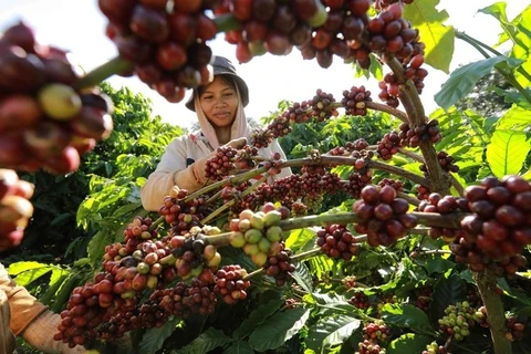 越南咖啡出口呈现回升趋势