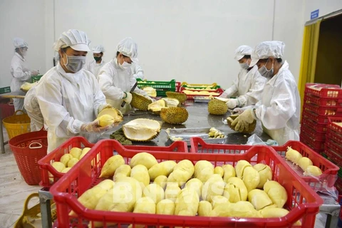2023年越南蔬果出口额预计达到56亿美元的目标