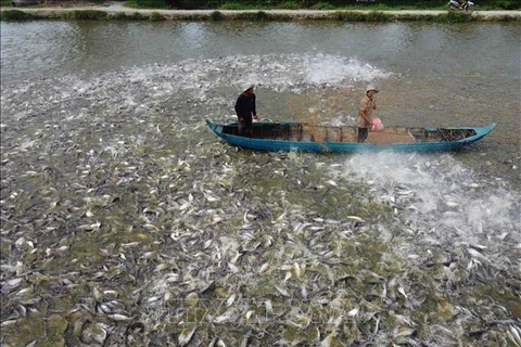 2024年越南鲶鱼和查鱼产量预计增长2.8%