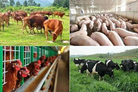 越南政府批准加强畜牧业科学技术活动的方案