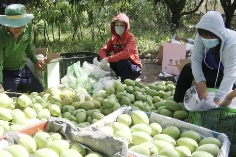 前江省将向年货市场供应近10万吨特产水果