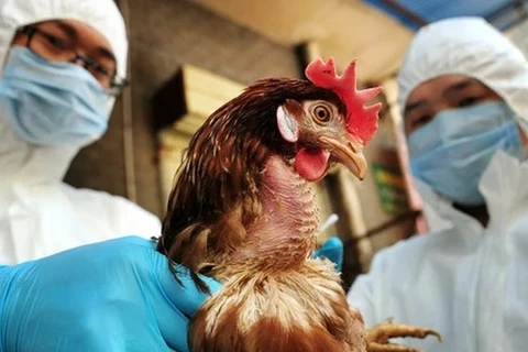 菲律宾禁止从美国加州和俄亥俄州进口家禽