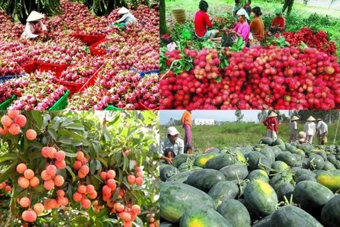 越南更多农产品有机会进入中国市场