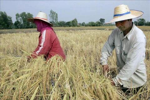 受厄尔尼诺现象影响 泰国大米出口或大幅减少
