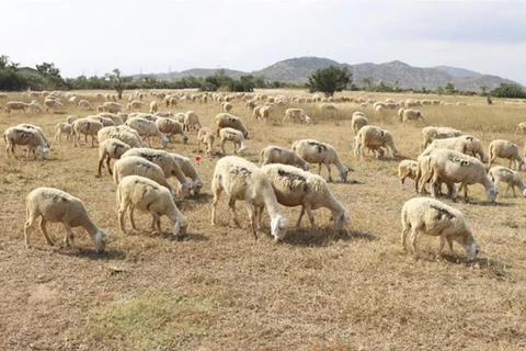宁顺省采取措施推动畜牧业发展 