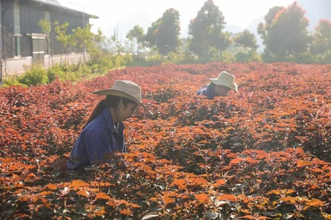 越南企业以药用植物作为支柱 给困难的土地带来“甜果”