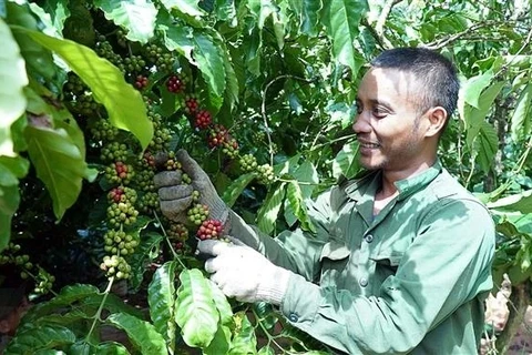 越南嘉莱省重点农产品出口金额保持增长势头