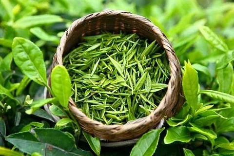 今年1月越南茶叶远销世界16个市场