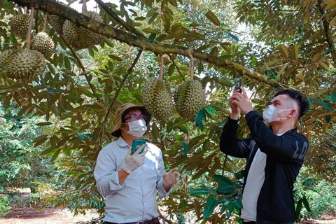 平福省新增27个榴莲种植区代码