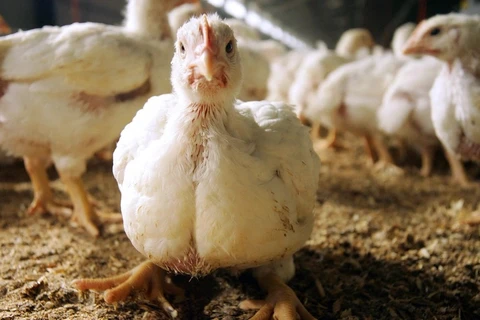 菲律宾禁止从瑞典和捷克进口家禽