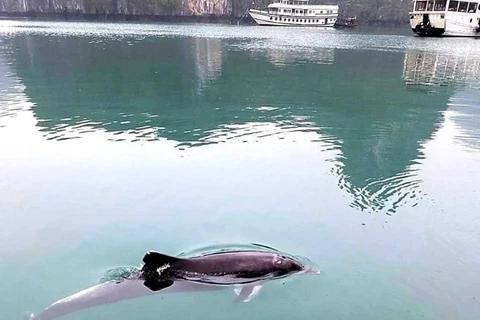 越南广宁省各海域连续出现海豚