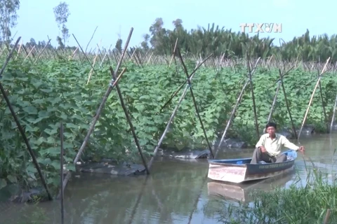 华裔农民将黄瓜代替水稻 收入倍增直奔小康 