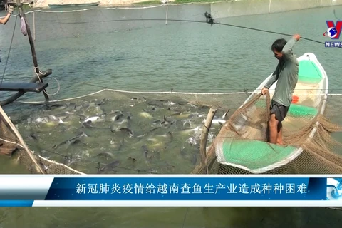 新冠肺炎疫情给越南查鱼生产业造成种种困难