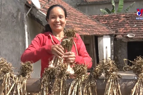 广平省巴屯紫皮大蒜种植模式带来较高经济效益