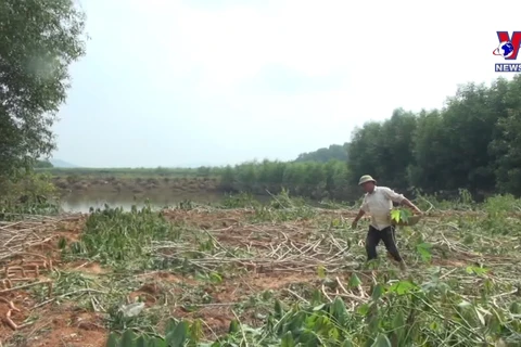 洪灾过后 乂安省尽快恢复农业生产活动