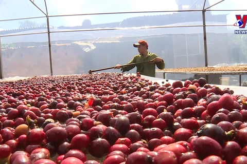 越南--世界咖啡生产第二大国 ​
