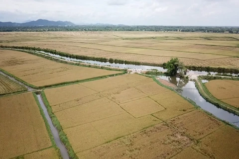 越南农业超额完成全年目标 