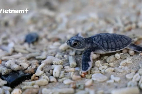 为海龟助产 ——昆岛国家公园护林员的骄傲