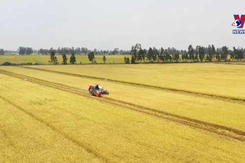 越南大米出口增幅居主要农产品之首