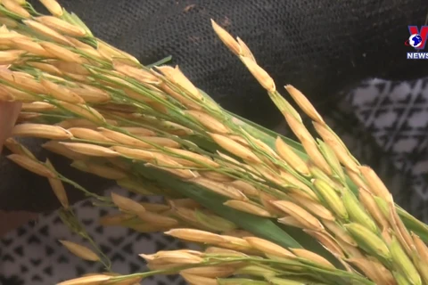  推进沙蚕与水稻共养模式 有力提高有机水稻产量