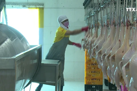 越南畜牧业应致力于扩大销售市场