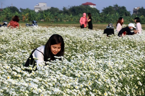 组图：在宁平和南定两省的洁白雏菊花园吸引诸多游客的喜爱