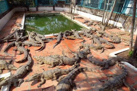 组图：越南北部规模最大的鳄鱼养殖基地
