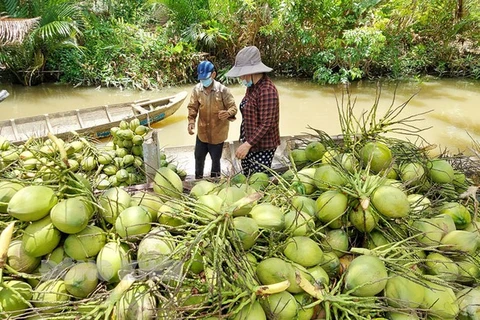 槟椥省30%的椰子经过深加工后对外出口