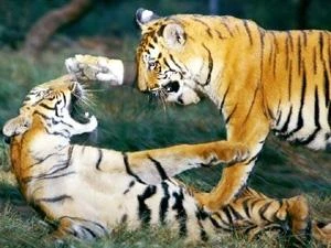 越南承诺积极参加老虎保护工作