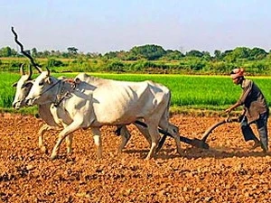 国际农业发展基金会帮助柬埔寨发展农业 