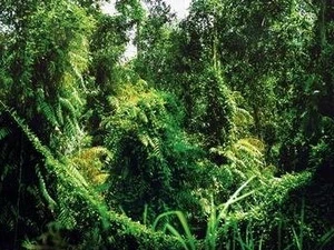 越南坚江省富国国家公园发现新动植物 