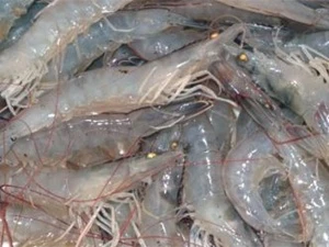 越南在全球最大虾类养殖生产国家排行榜上位居第三