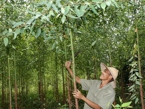 越南注重提高林业产品质量