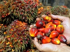 印尼棕榈油对巴基斯坦出口额2014年起将激增