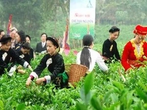 塑造越南茶叶品牌 让越南茶叶品牌真正地“走出去”