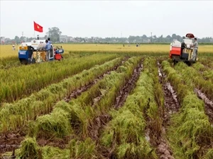 河内农业新貌