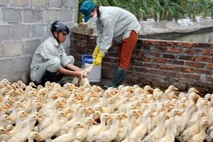 越南采取措施 预防H7N9禽流感入侵