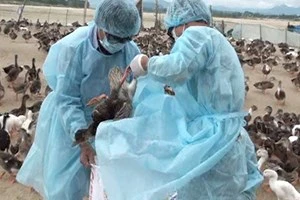 越南国产逾2亿剂甲型H5N1禽流感疫苗将投放市场